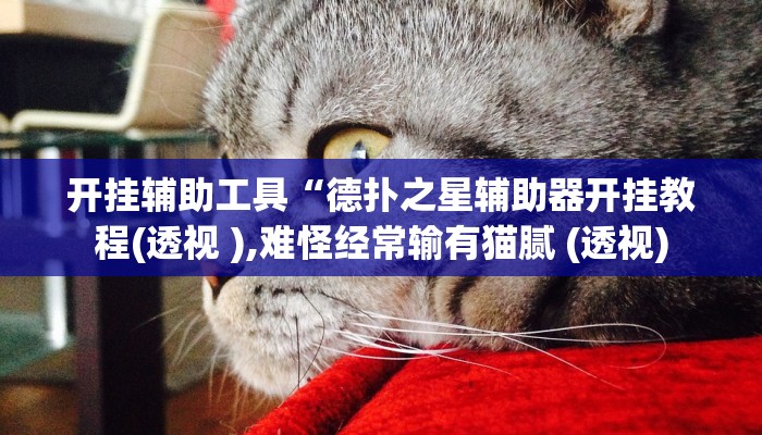 开挂辅助工具“德扑之星辅助器开挂教程(透视 ),难怪经常输有猫腻 (透视)