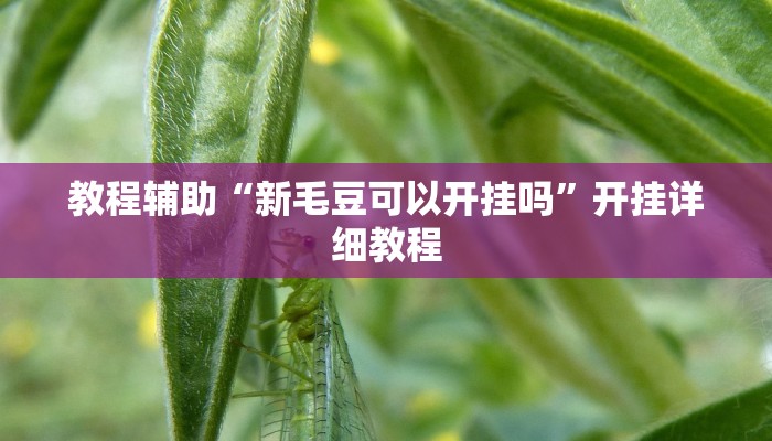 教程辅助“新毛豆可以开挂吗”开挂详细教程